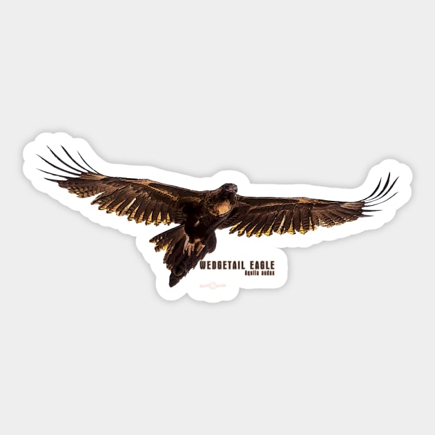 Wedgetail Eagle_01C Sticker by seadogprints